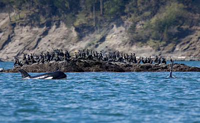 Orcas surfacing in San Juans, Washington. ©TO