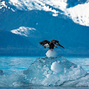 Alaska’s Glacier Wilderness - Bald Eagle taking off from an iceberg in Alaska. Flickr:Carey Case