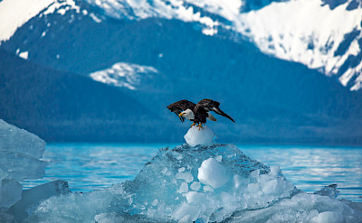 Bald Eagle taking off from an iceberg in Alaska. Flickr:Carey Case