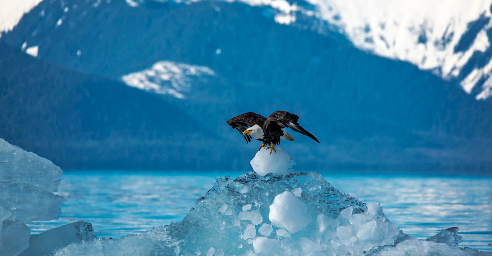 Bald Eagle taking off from an iceberg in Alaska. Flickr:Carey Case