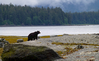 Brown bear on Admiralty Island in Alaska. Flickr:Don MacDougall