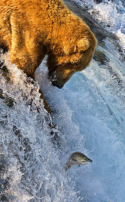 Grizzly bear salmon fishing. CC:Azov