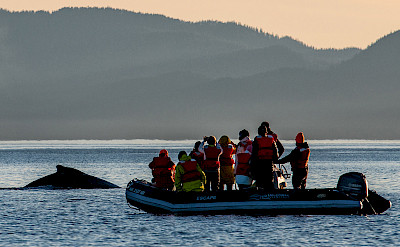 Whale spotted on a skiff ride in Alaska. ©TO