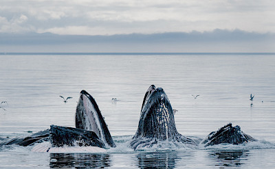 Whales bubble net feeding in Alaska. ©TO
