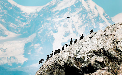 Flock of cormorants in Alaska. ©TO