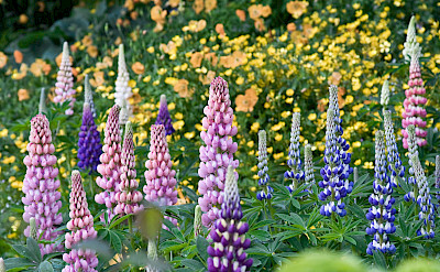Flowers in Sitka, Alaska. Flickr:Andrew Malone