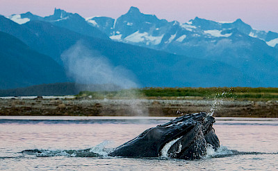 Humpback whales bubble feeding at sunset, Alaska. ©TO