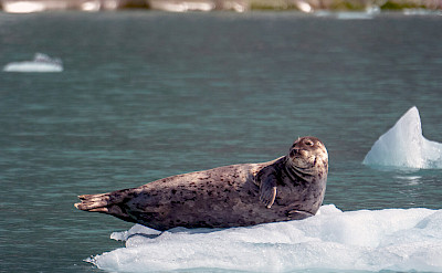 Seal on iceberg in Alaska. ©TO