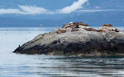 Seals on Marble Island in Alaska. Flickr:Mark Byzweski