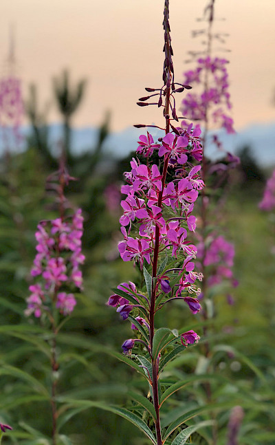 Fireweed, Tongass National Forest, Alaska. Flickr:Gina Uppencamp