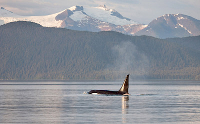 Orcas at Frederick Sound, Alaska. ©TO