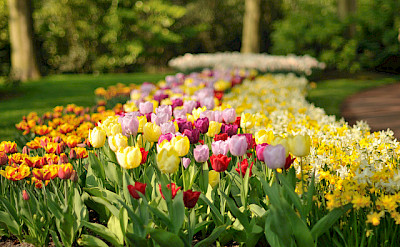 In April & May, the famous Keukenhof will be open near Amsterdam. Flickr:gnuckx
