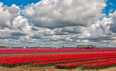 Tulip fields in early Spring in South Holland. ©Hollandfotograaf