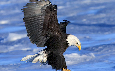 Bald eagle landing, Alaska. Flickr:Rangell Willaims