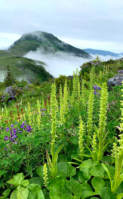 Flora in Tongass National Forest, Alaska. Flickr:Sheila Spores