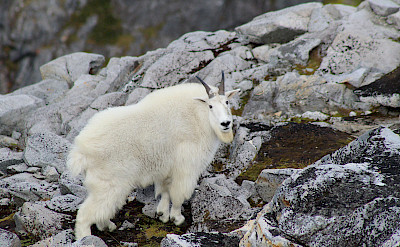 Mountain goat in Tongass Forest, Alaska. Flickr:Benjamyn Limle