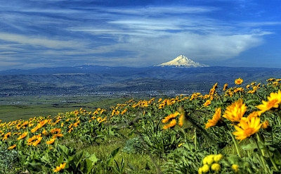 View of Mount Hood from Dalles, Columbia River Gorge. Flickr:fspnr