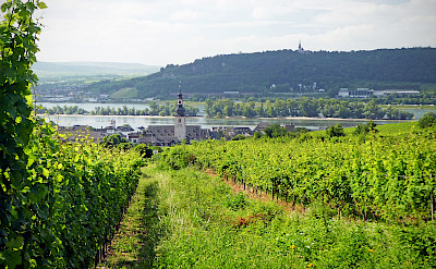 Vineyards along the Rhine River in Rüdesheim, Germany. Flickr:Andrew Gustar