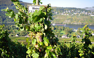 Vineyards in Traben-Trarbach, Germany. Flickr:Johan Wieland