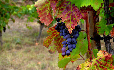 Cabernet Sauvignon grapes growing in Catalonia, Spain. Flickr:Angela Llop