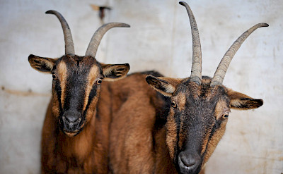 Goats aplenty in Istria, Croatia. ©TO