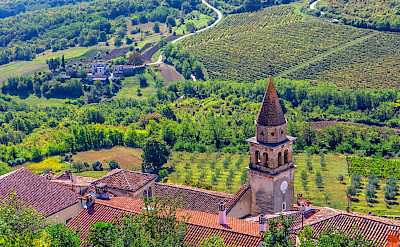 Vineyards & orchards in Motovun, Istria, Croatia. Flickr:Arnie Papp