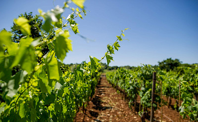 Vineyards at Savicenta, Istria, Croatia. ©TO