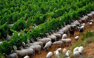 Sheep in the vines in Catalonia, Spain. Flickr:Angela Llop