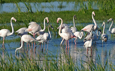 Flamingos in Castelló d'Empúries, Spain. Flickr:Bernard DUPONT