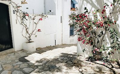 Flowers growing in Calella de Palafrugell, Catalonia. Unsplash@Laia Vidal