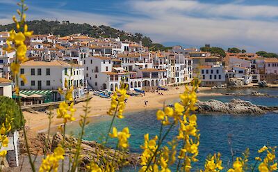 Gorse flowers growing in Calella de Palafrugell, Catalonia. Unsplash@Susan Flynn