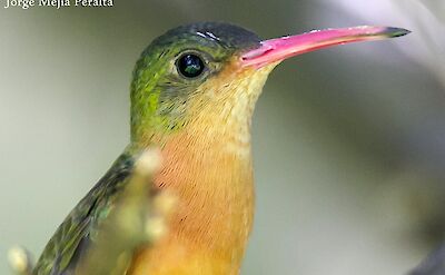 Colibri Hummingbird in Nicaragua. Flickr:Jorge Mejia peralta