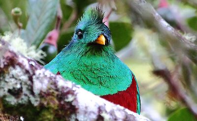 Male Resplendent Quetzal in Nicaragua. Flickr:ryanacandee