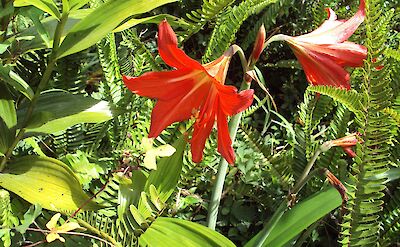 Flowers in Matagalpa, Nicaragua. Flickr:Zenia Nuñez