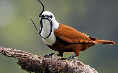 Three-wattled Bellbird in Nicaragua.