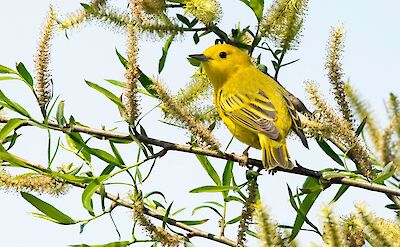 Yellow Warbler in Nicaragua. Flickr:Kelly Colganazar