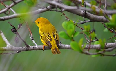 Yellow Warbler in Nicaragua. Flickr:USFWS Midwest Region
