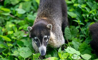 The 'coati' is found throughout Costa Rica. unsplash:daniel-ingersoll