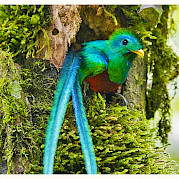 Celebrate Costa Rica - Quetzal bird in Monteverde Cloud Forest Reserve, Costa Rica. Photo via Flickr:Karl-Ludwig Poggemann 10.303097, -84.788017