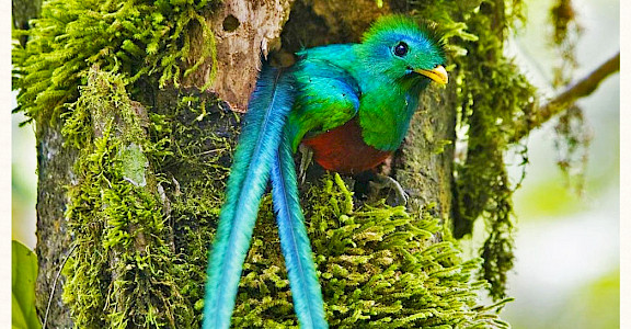 Quetzal bird in Monteverde Cloud Forest Reserve, Costa Rica. Photo via Flickr:Karl-Ludwig Poggemann 10.303097, -84.788017
