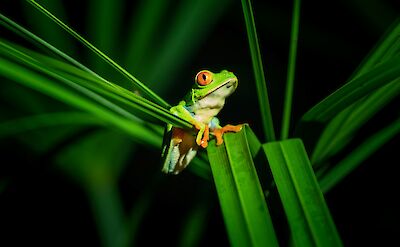 The red-eyed tree frog is a symbol of Costa Rica's biodiversity. unpslash:abhiverma