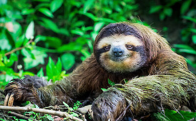 Sloths can be spotted all over Costa Rica