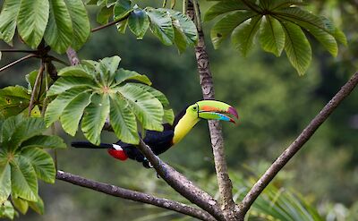 Costa Rica is home to 6 species of Toucan! unsplash:zdenek-machacek