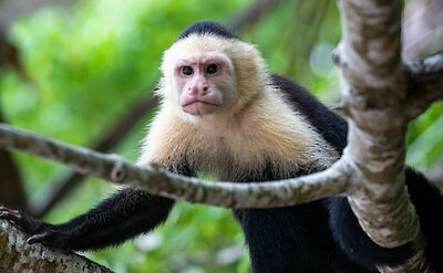 Costa Rica is home to several different monkey species. unsplash:stephanielebalnc