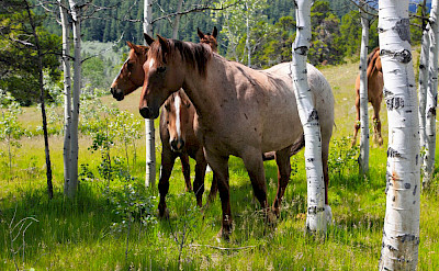 Horses In Aspen