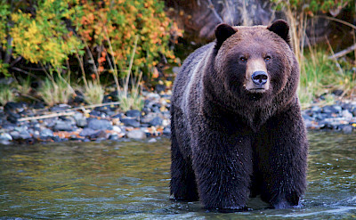 Grizzly Bear Posing