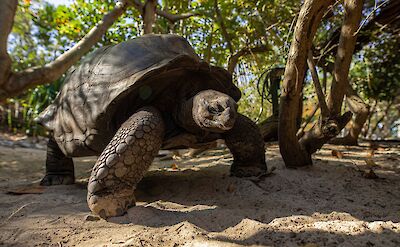 Necker Island Giant Tortoise 2