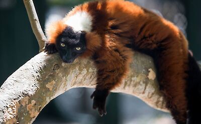 Lemurs 3