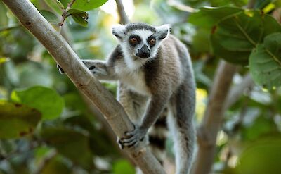 Necker Island Lemur 1