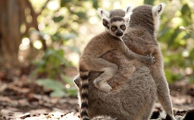 Lemurs 2